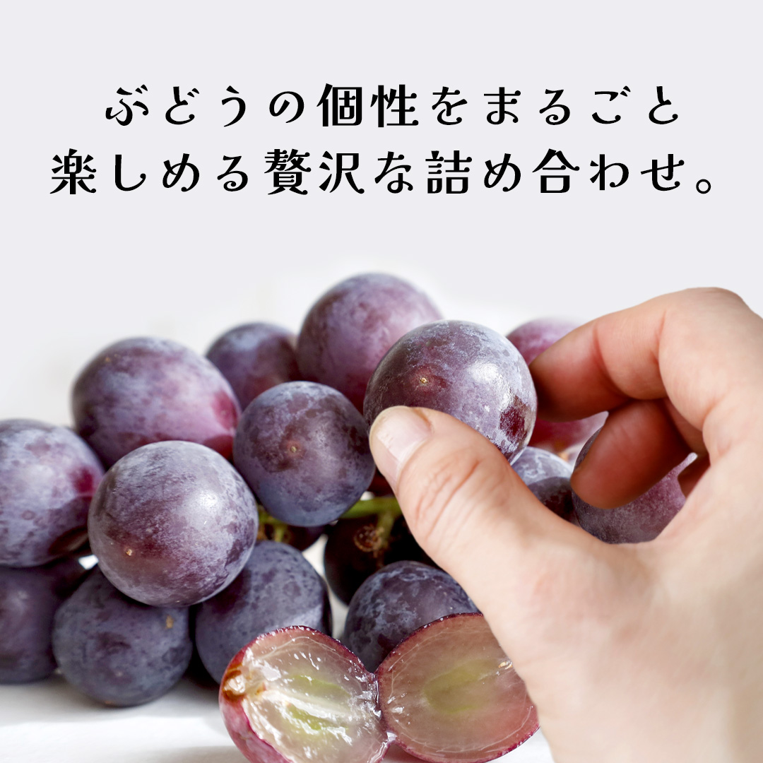 ぶどう ３品種 食べ比べ 【2025年8月上旬発送開始】(茨城県共通返礼品：大子町) ブドウ 葡萄 シャインマスカット 巨峰 ピオーネ ゴルビー 我が道 果物 フルーツ 果実