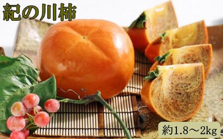 ［希少］紀の川柿約1.8～2kg（種無し）秀選品★2026年10月中旬頃より順次発送［TM191］