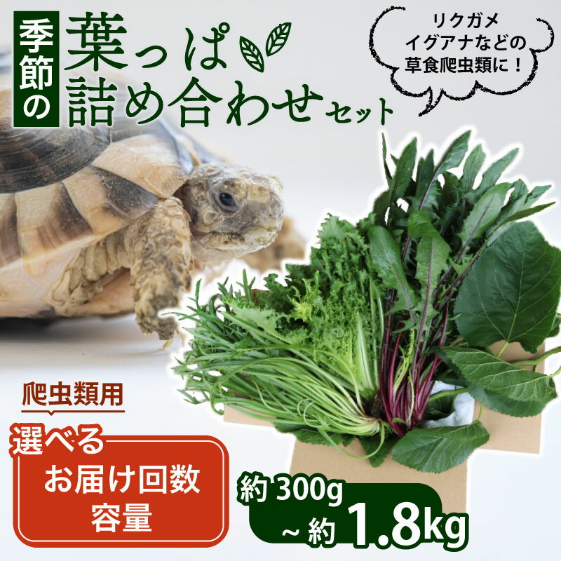 【ふるさと納税】 【爬虫類用】 季節の葉っぱ詰め合わせ セット 選べる 容量 お届け回数 ( 草食 雑食 爬虫類 ペットフード ペット リクガメ カメ イグアナ 動物 ごはん ご飯 おやつ 野菜 葉 葉野菜 旬 栄養 安心 新鮮 きよしファーム 南丹市 京都府 京都 )