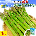 【ふるさと納税】【令和7年先行受付】市川農場とれたて極太グリーンアスパラ1kg 市川農場 北海道 当別町 野菜 やさい アスパラガス アスパラ グリーンアスパラ 極太 北海道産 季節限定 旬 春 有機肥料 当別 美味しい ヘルシー とれたて 1kg