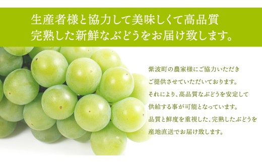 【先行予約】シャインマスカット 約1kg (AR032) 9月下旬発送開始 紫波町産 贈答品 ギフト フルーツ 果物 葡萄 ブドウ ぶどう 2房 高品質 完熟 甘い 新鮮