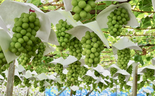 【2026年先行受付】大人気! シャインマスカット秀 2kg(3～5房)【配送不可地域：離島】