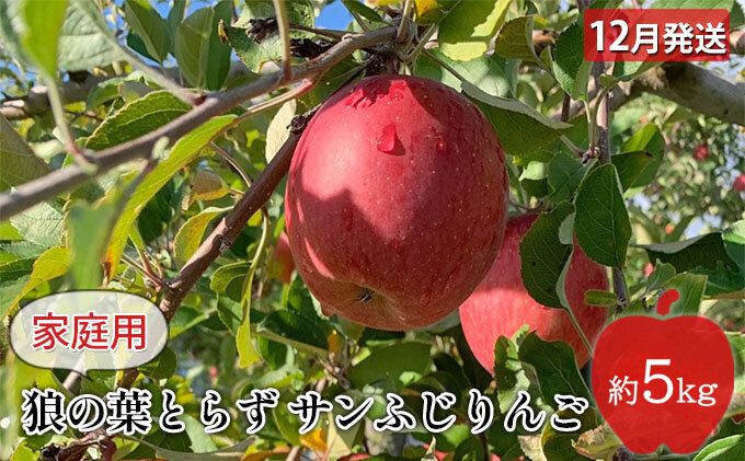 りんご 【 12月発送 】狼の葉とらず サンふじりんご 家庭用 約 5kg 【 弘前市産 青森りんご 】