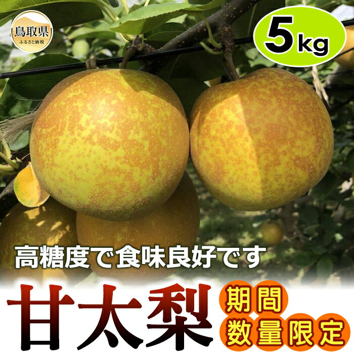 【ふるさと納税】B24-366 甘太梨　5kg【期間・数量限定】
