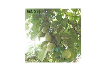 M068　紀州完熟南高梅　白龍梅
