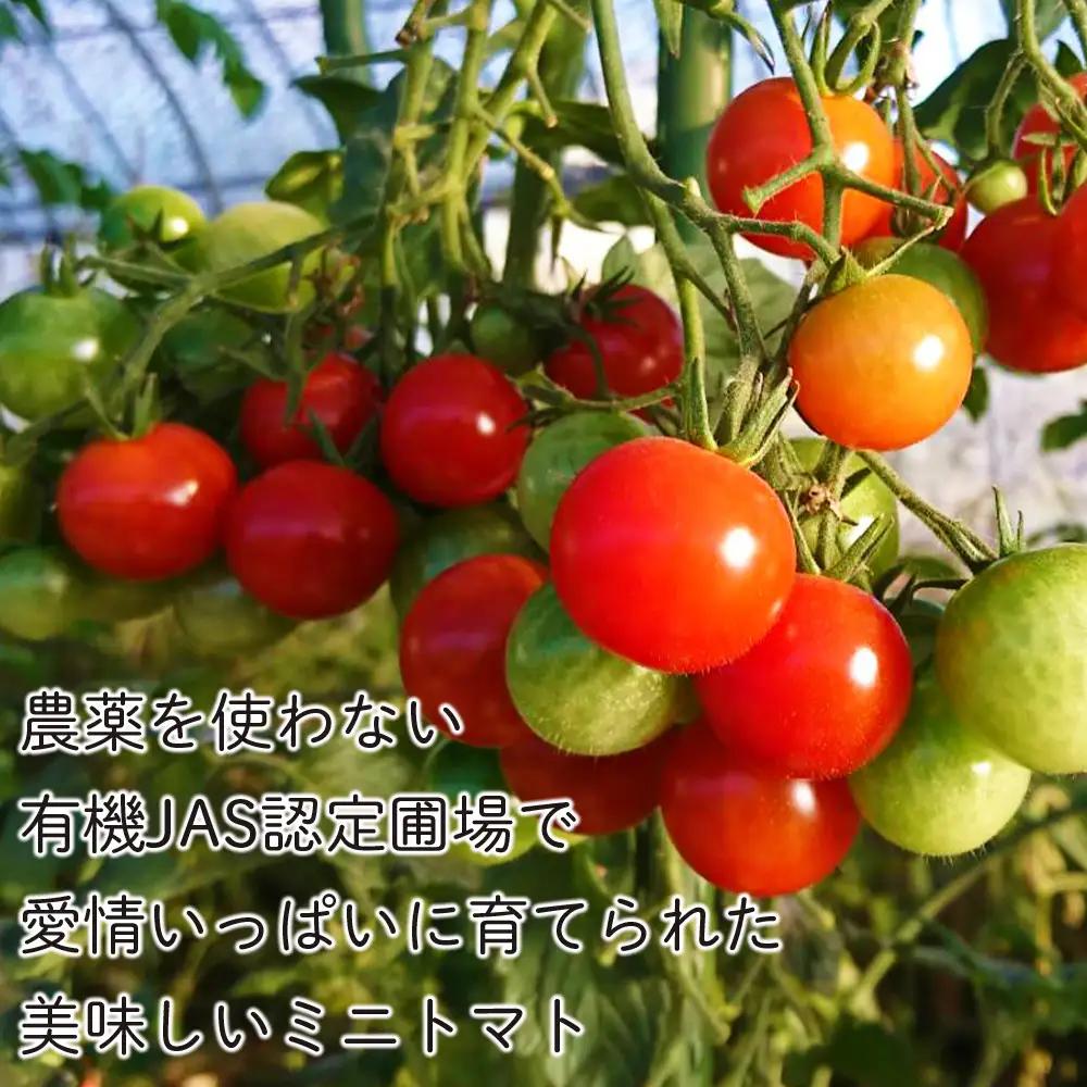 【2026年8月中旬より発送】有機JAS認定！小玉スイカ１玉＆有機ミニトマト500ｇ×2【かねこ農園】 小玉西瓜 ピノガール トマト 有機 野菜 北海道ふるさと納税