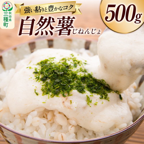 自然薯 500g 秋田県山本郡三種町産 山芋 [山芋 自然薯 とろろ 国産]