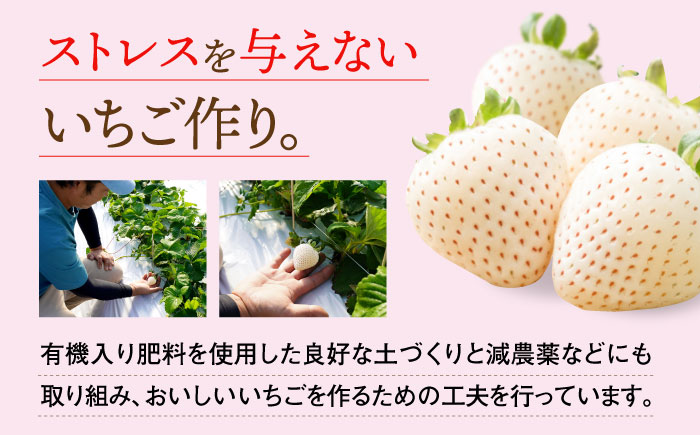 【先行予約】 佐賀県産白いちご 新品種 こころの色 220g×2パック / いちご イチゴ 苺 果物 フルーツ / 佐賀県 / 鐘ヶ江農園 [41ASBK003]