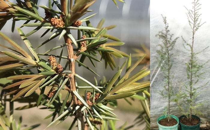 
            ジュニパーベリー特大苗(西洋ネズ)オス木・メス木セット Juniperus communis 樹高150cm前後 口径21cmスリット鉢植え【Herb＆Rose】 [BHCQ002]
          