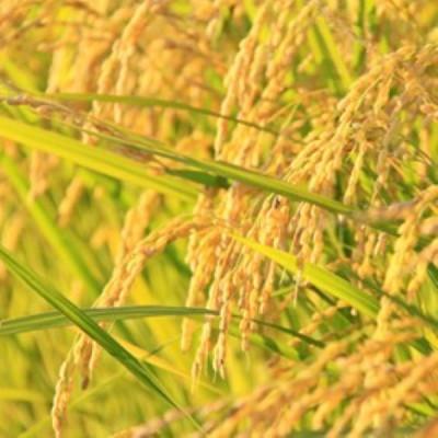 ふるさと納税 小国町 【令和8年産米 先行予約】山形95号5kg(5kg×1袋)　おぐにのこめ |  | 01
