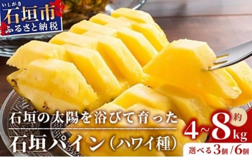 
            ＜先行受付＞石垣パイン ハワイ種 3個 or 6個 セット ＜2026年7月上旬以降発送＞ | パイナップル パイン ハワイ種 4kg 8kg 果物 くだもの フルーツ 果実 国産 沖縄県 沖縄 石垣 石垣島 石垣市 ふるさと 人気
          