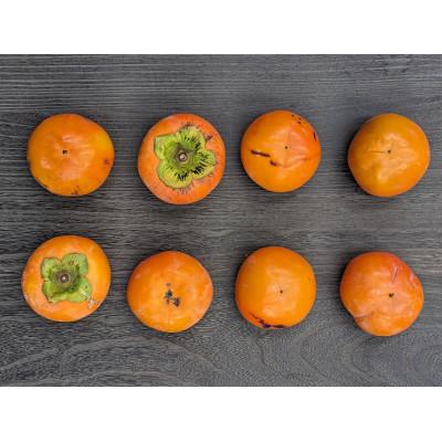 ふるさと納税 橋本市 【先行予約】匠果樹園 富有柿【訳あり】約1.5kg 6〜4玉【2026年11月〜12月発送】 |  | 01