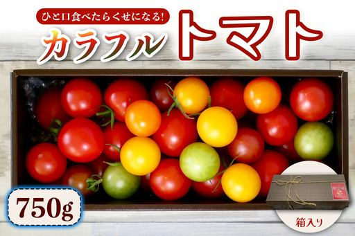 カラフルトマト 箱入り 5品種詰め合わせ 750g ひと口食べたらくせになる！｜ミックス 甘い プレゼント 贈り物 ギフト [1041]