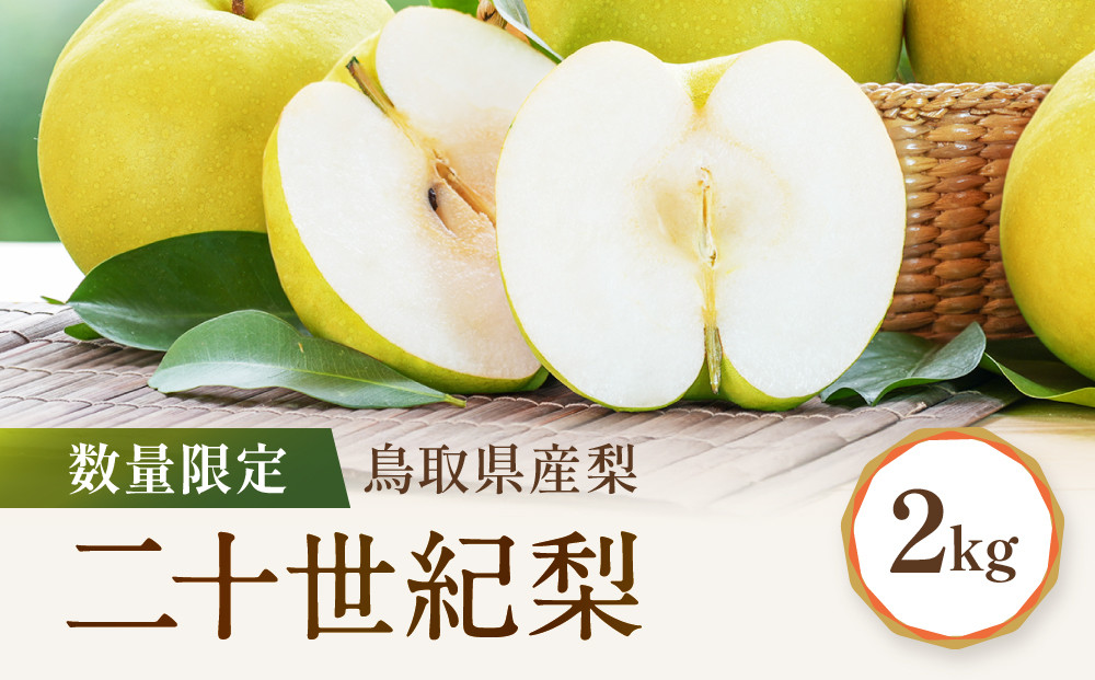 【先行予約】数量限定 鳥取県産梨 二十世紀梨 約2kg