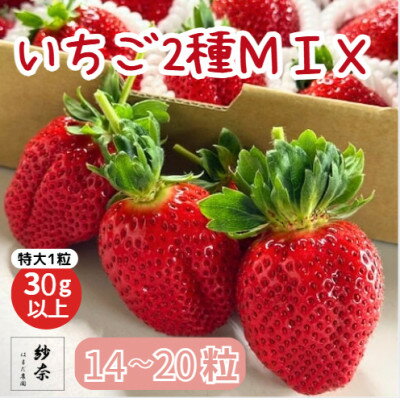 【ふるさと納税】先行予約《特大14～20粒 》紗奈～はまだ農園　いちごミックス　大粒いちご　1粒30g以上【配送不可地域：離島・北海道・沖縄県】【1697486】