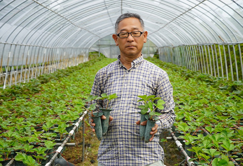 『先行予約』【令和9年3月より順次発送】唐津産 いちごさん 約250g×12パック(合計約3kg) 濃厚いちご 苺 イチゴ 果物 フルーツ