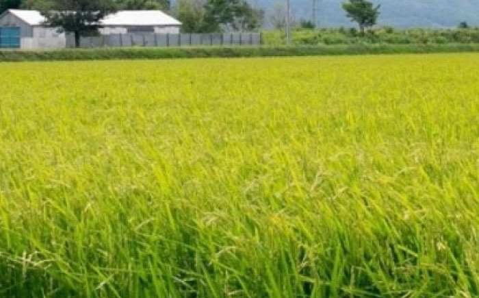 【令和7年産】伊藤農園の特別栽培米 ゆめぴりか 玄米 10kg  | 米 お米 特別栽培米 玄米 北海道産 ゆめぴりか | 伊藤農園 [BOAT005]
