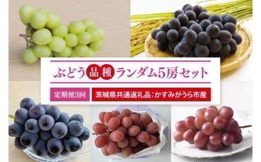 【先行予約】【2025年8月より発送開始】【3ヶ月定期便】ぶどう 品種ランダム5房セット （茨城県共通返礼品：かすみがうら市産）｜ぶどう 果物 フルーツ くだもの 定期便 フルーツ定期便 共通返礼品 先行予約 数量限定 茨城県 かすみがうら市産 大子町(CD157)