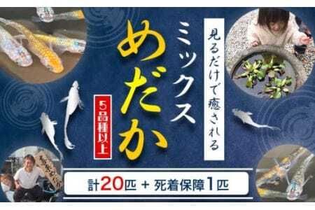 ミックス めだか 5種以上 計20匹+死着保障1匹 喜来めだか《30日以内に出荷予定(土日祝除く)》【配送不可地域あり】喜来めだか 徳島県 美馬市 めだか 生き物 旧喜来小学校 改良めだか専門店 鑑賞用 ミックス