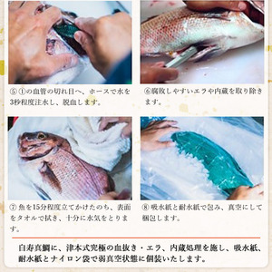津本式究極の血抜き×白寿真鯛 セミドレス １尾（約1.5kg）