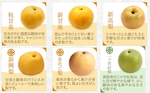 【2026年先行予約】訳あり 鳥取県産 旬の梨セット 約3kg (3~10玉) 高間商店 《2026年8月下旬-12月上旬頃出荷予定》鳥取県 八頭町 梨 なし 果物 フルーツ 幸水 豊水 秋栄梨 秋甘