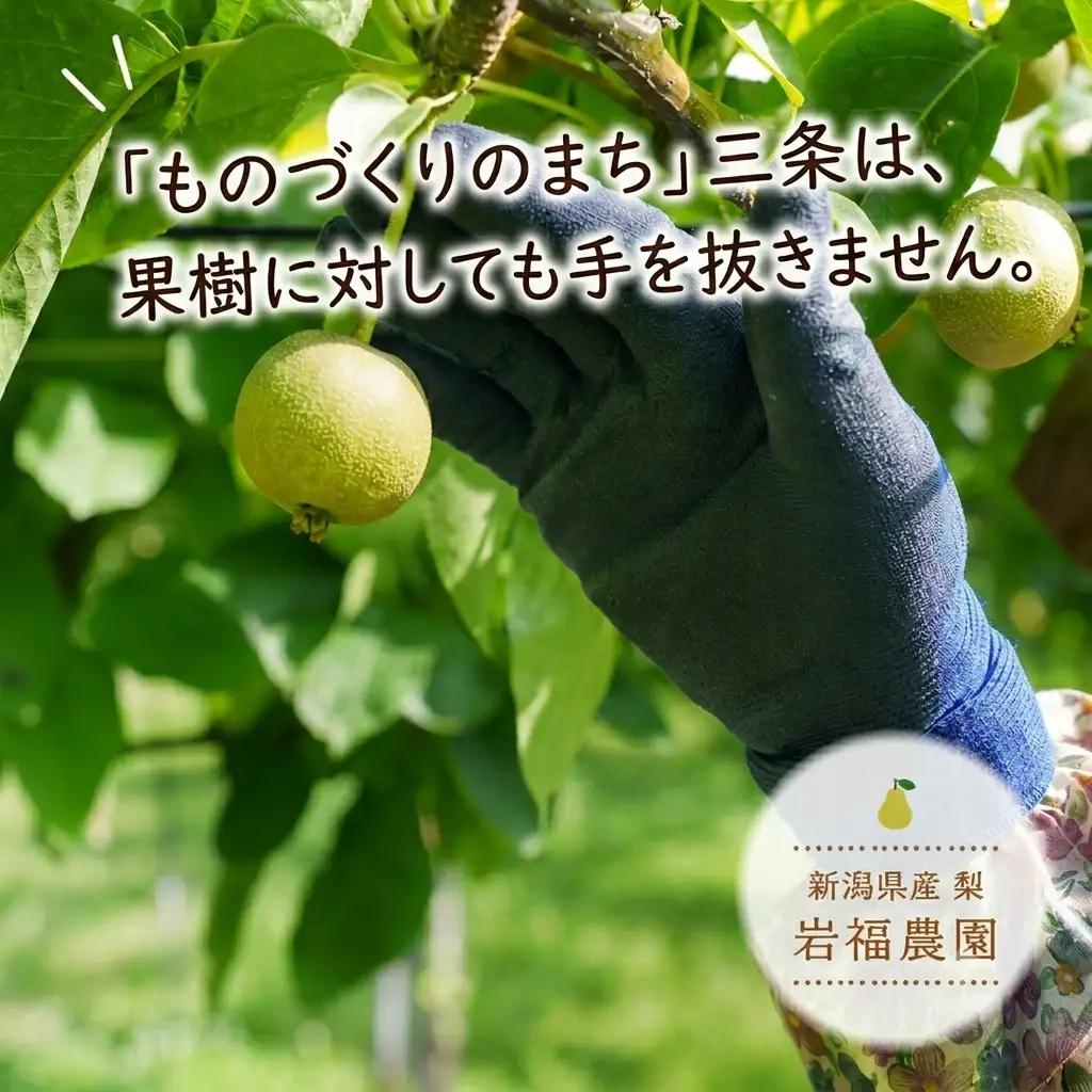 先行予約 和梨 二十世紀 自家用 5kg [9月中旬~順次発送予定] 新潟県産 二十世紀 訳アリ 二十世紀 [岩福農園] 