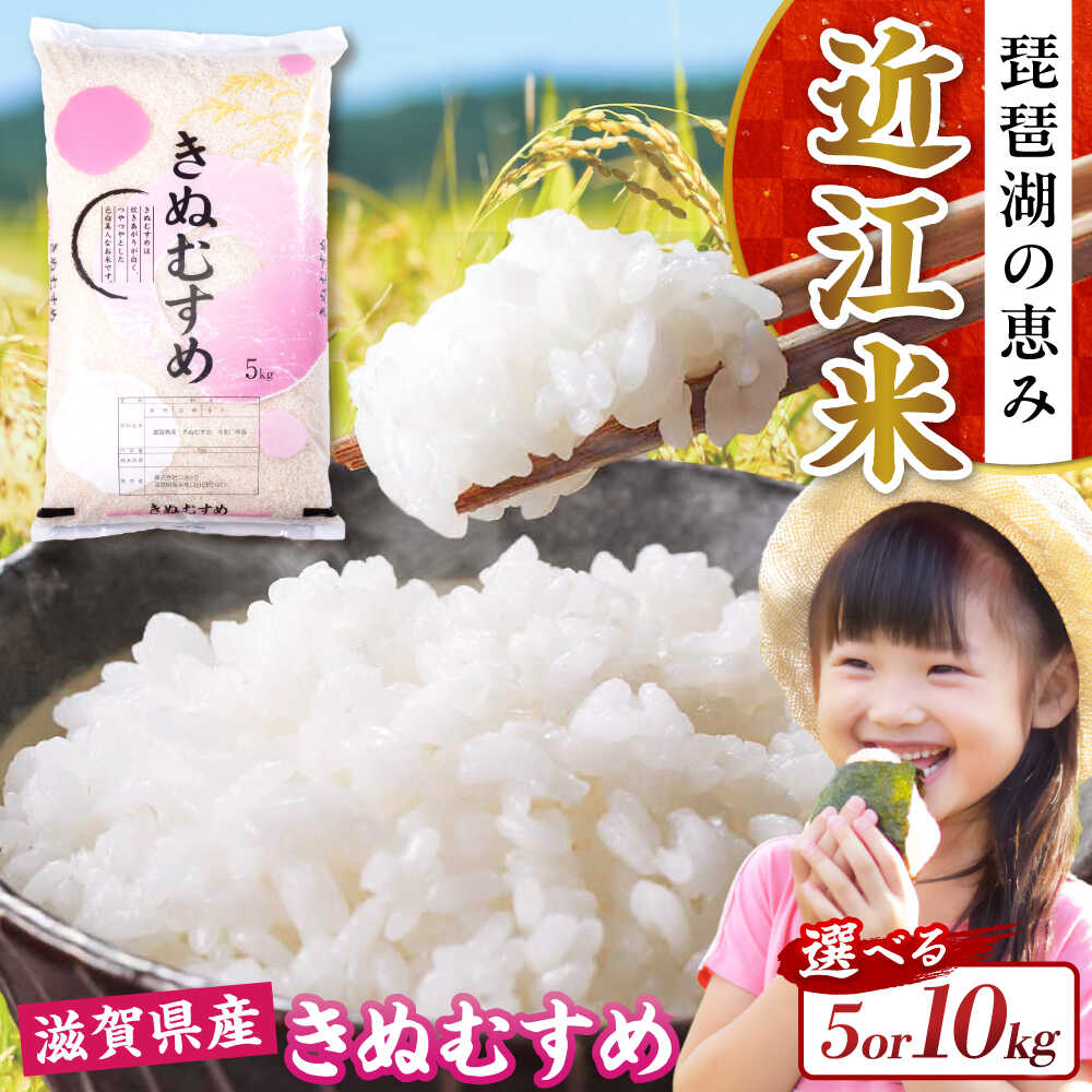 【ふるさと納税】【令和7年産新米】【選べる容量】きぬむすめ 5kg〜10kg 白米 滋賀県長浜市/株式会社コメック [AQDH005] きぬむすめ 米 お米 白米 5kg 10kg 5キロ 10キロ 近江米 美味しい ごはん 人気 おすすめ 精米 国産米 長浜市 産地直送