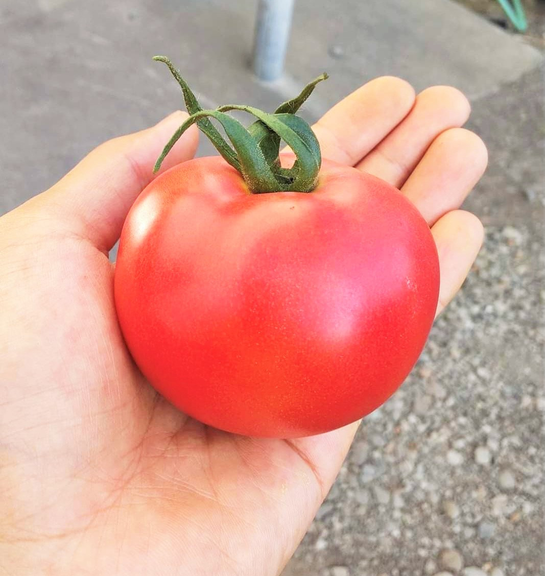 
北海道栗山町産 うまみぎっしり大玉トマト ２kg　B044
