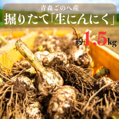 
            幻の旬!青森ごのへ町産　掘りたて土付き「生」にんにく　Lサイズ以上　約1.5kg【1599840】
          