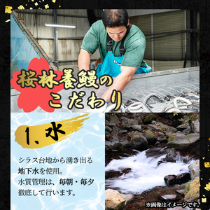 桜林養鰻のうなぎ蒲焼 計333g以上(111g以上×3尾) 鰻 うなぎ ウナギ うなぎ  蒲焼き かばやき 国産 九州産 鹿児島県産 冷凍 真空パック 簡単 うな丼 うな重 ひつまぶし 惣菜 おかず 