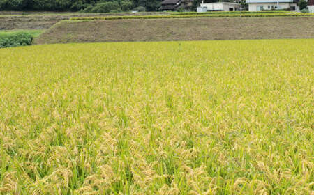 【令和7年産】福岡県産 元気つくし 無洗米 25kg お米 ご飯 米