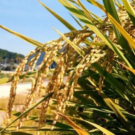 【新米受付】【令和8年産 / 無洗米】岡山県産あきたこまち 2kg |精米HACCP認証工場|【1769057】