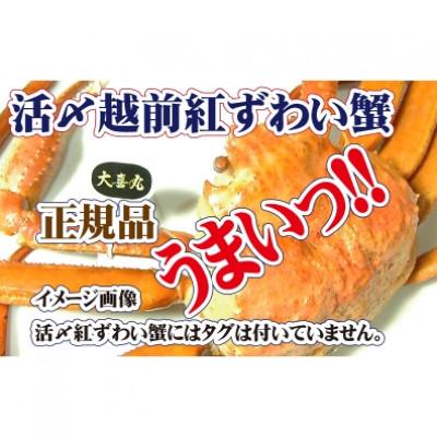 ふるさと納税 越前町 活〆 越前 紅ずわいがに × 1杯 旨味満載!! ≪浜茹で≫【11月発送分】