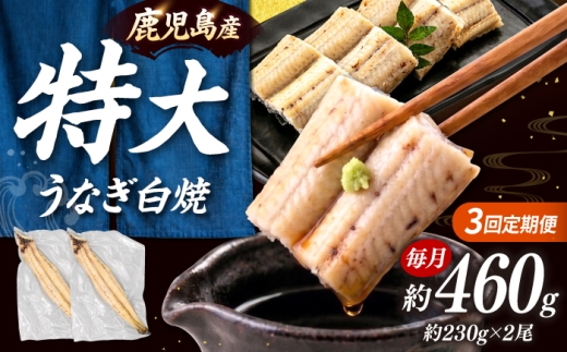 全3回定期便 鹿児島産うなぎ 白焼2尾セット ▼国産 鰻 ウナギ 白焼き 特大 本格 有頭  海鮮  定期便 桂川町/山水商事 [ADAH015]
