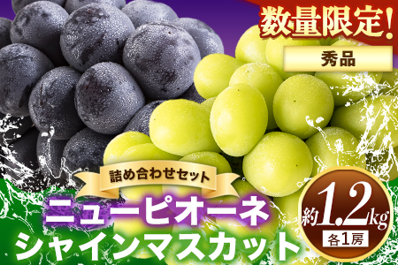 岡山県産 秀品 ニューピオーネ シャインマスカット 詰め合わせ 約1.2kg 2房《9月中旬～11月上旬頃に出荷予定(土日祝除く)》 葡萄 果物 厳選出荷 スイーツ フルーツ デザート 岡山県矢掛町 数量限定 種なしぶどう---ofn_csnpsm_g911_25_24000_2---