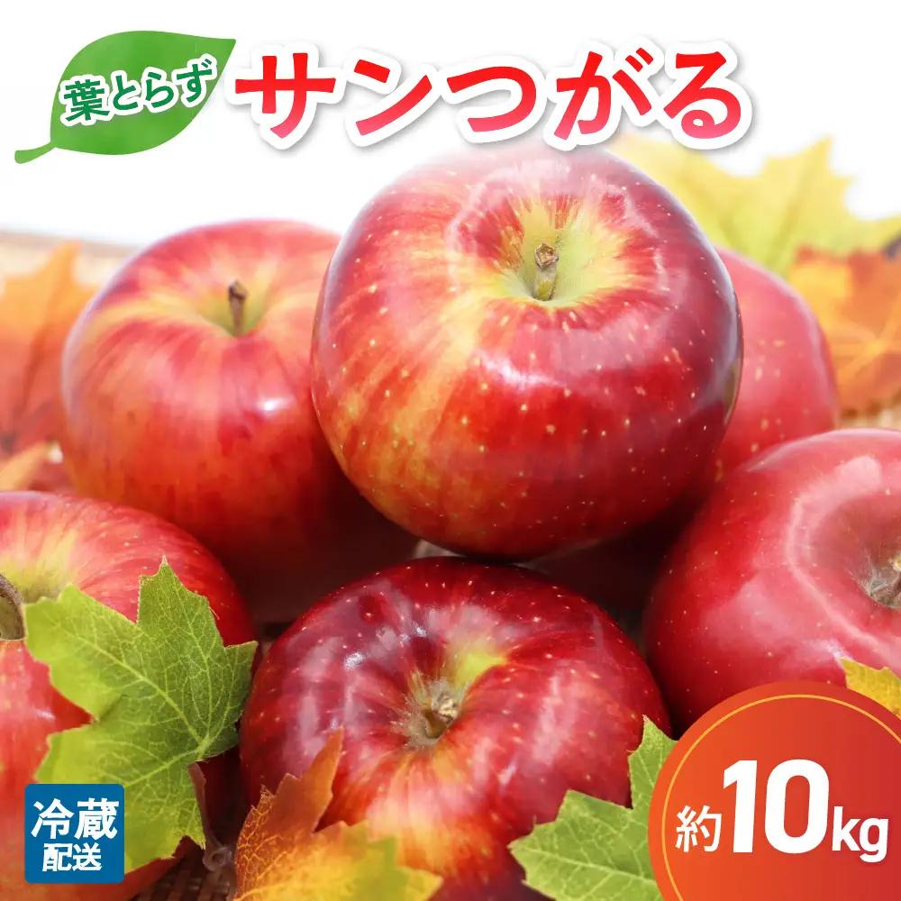 【9月発送】 りんご 10kg 葉とらず サンつがる 青森県産 りんご