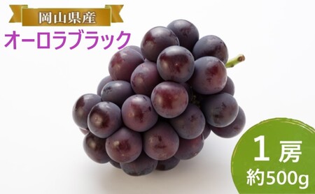 ぶどう 【2026年 早期受付】 オーロラブラック 1房 約500g ぶどう