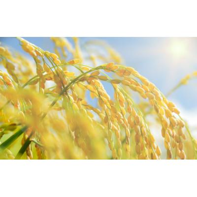 ふるさと納税 嬉野市 【熟成すいしゃ米】佐賀県産 ひのひかり10Kg |  | 03