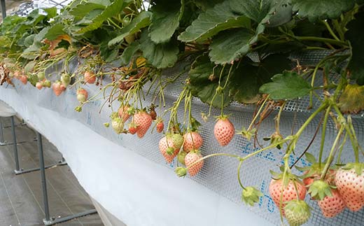 群馬県産いちごセット ＜やよいひめ・淡雪＞【2026年3月1日～5月15日発送】 (各220g以上×1パック) 群馬県産 オリジナル品種 いちご 苺 イチゴ やよいひめ 白イチゴ 淡雪 食べ比べ セッ