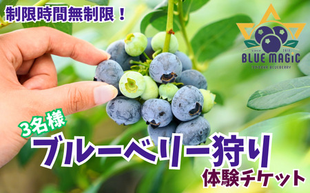 ブルーベリー狩り チケット 3名様