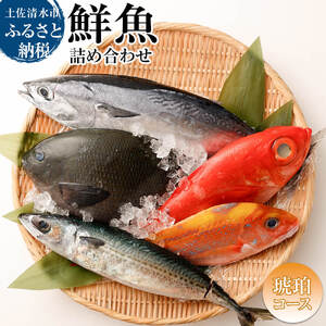 おまかせ！季節の鮮魚 お楽しみセット（琥珀コース）天然魚 食べ比べ 魚介類 海鮮料理 詰め合わせ セット 鮮魚 お楽しみ おまかせ 新鮮 魚 季節の魚 美味しい 高知 土佐清水市 【R01096】