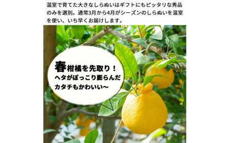 和歌山 有田 広川 不知火 しらぬい デコポン 果物 くだもの ギフト / 【ふるさと納税】温室しらぬい約3kg（7～8玉入） 不知火 贈答用 化粧箱入　※2024年11月下旬～12月下旬頃順次発送予