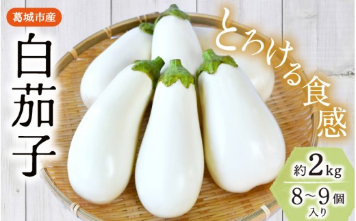 
                  とろ～り旨なす(白茄子) 約2kg 8～9個【2026年7月初旬～9月末頃順次発送】／ B-フレスコ葛城 葛城産 大和野菜  しろなす  なすび  なす農家直送 産直 新鮮 旬 名産 奈良県 葛城市【bfrk001】
                