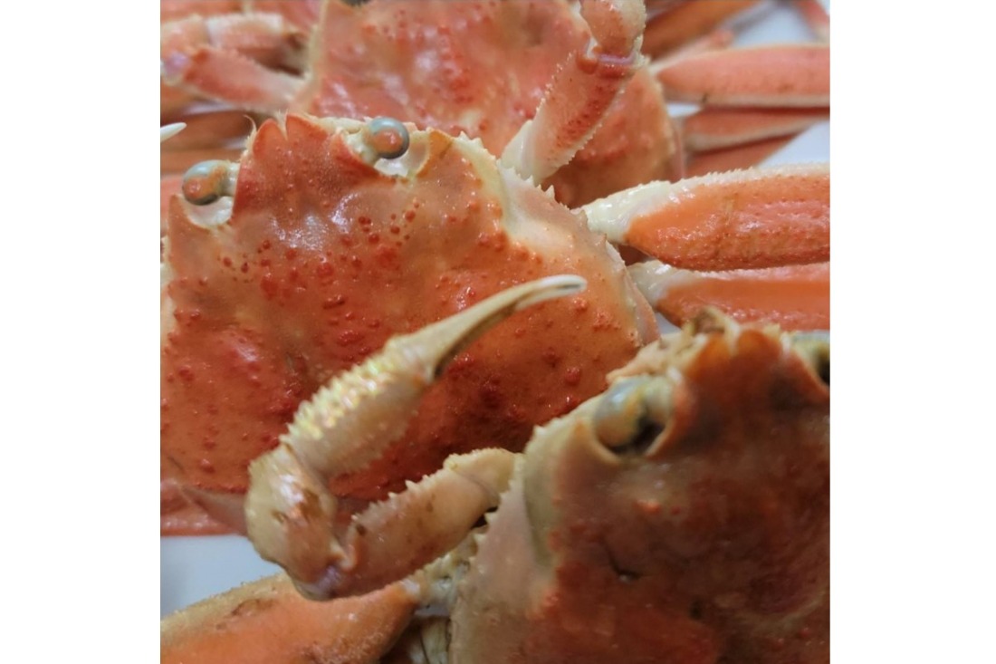 茹でセコガニ（コッペガニ）130g前後3杯セット　SK00193