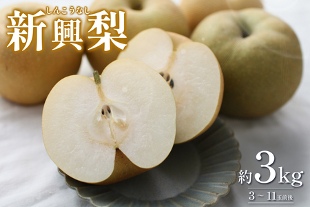 【2026・先行予約】 新興梨（しんこうなし）3kg｜鳥取 果物 フルーツ なし 梨 2026年収穫後【41037】