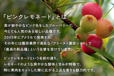 【希少品種食べ比べ】冷凍ブルーベリー ピンクレモネード＆大粒品種 1kgパック(500g×2) A16-013