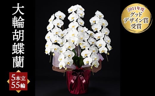 
            大輪胡蝶蘭 5本立 55輪※北海道・沖縄・離島への配送不可
          