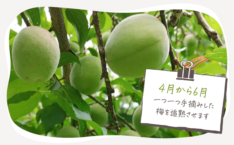 2403 昔ながらのしょっぱい おおすみ百年梅干 800g（400g×2袋） 塩分20%　KN093-001-01