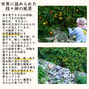 有田みかん 5kg / 和歌山 有田 広川 みかん ミカン 柑橘 果物 くだもの ギフト フルーツ 果実 ※2026年11月中旬〜翌年1月下旬頃に順次発送予定【hkt004-p-5】