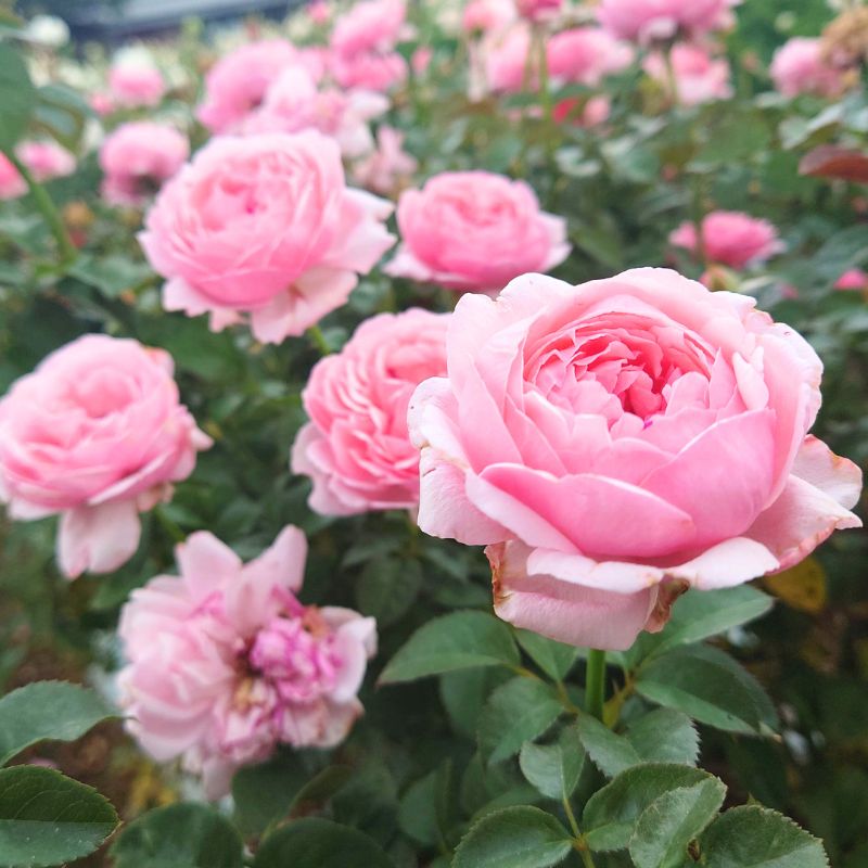 【ふるさと納税】【Apple Roses】 バラ苗 『ピクニック・マーチ』 新苗育成苗6号ポット植え [52210948] 　お届け：2025年7月1日～2025年12月31日まで